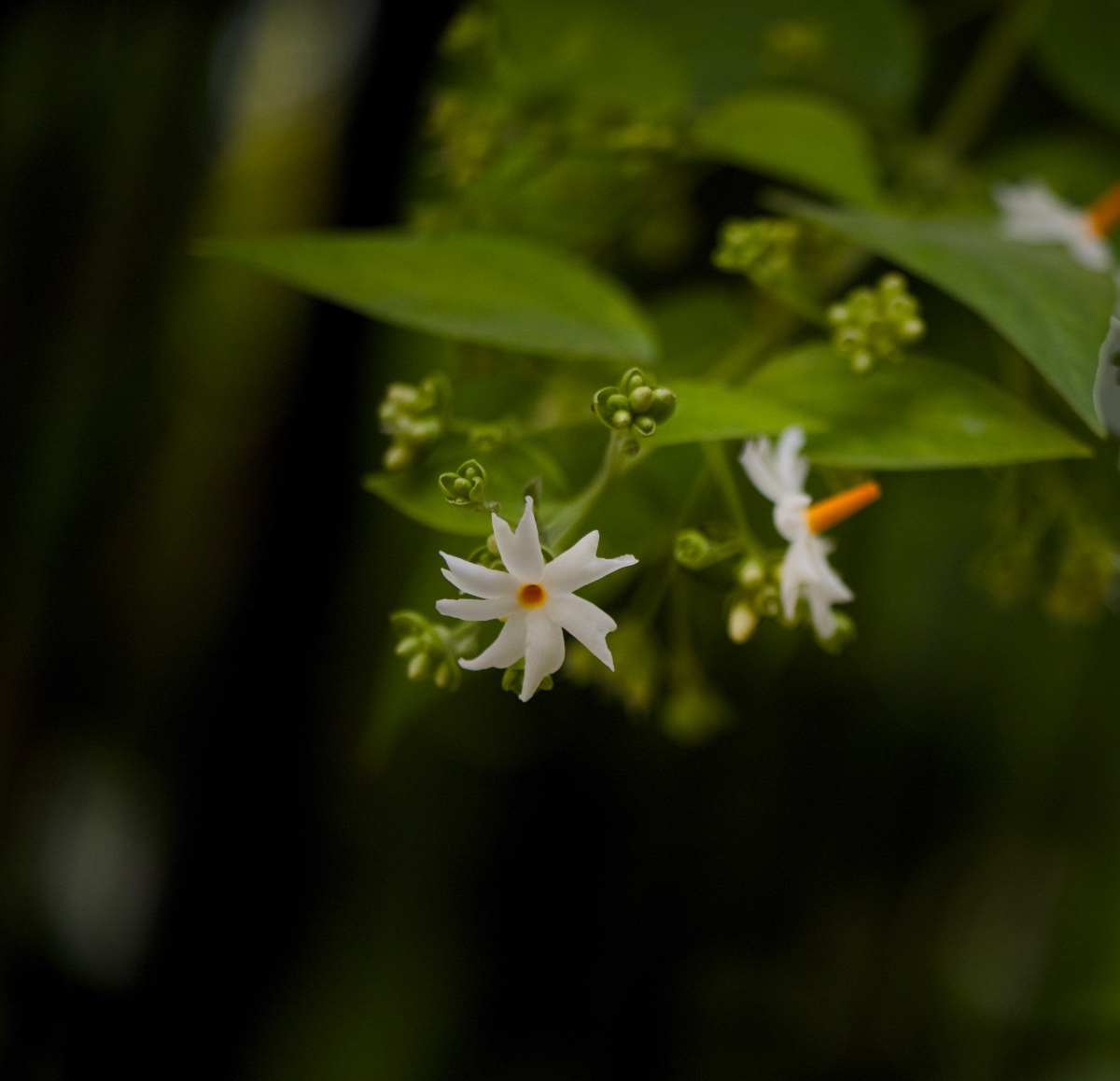 Flowers, photo
