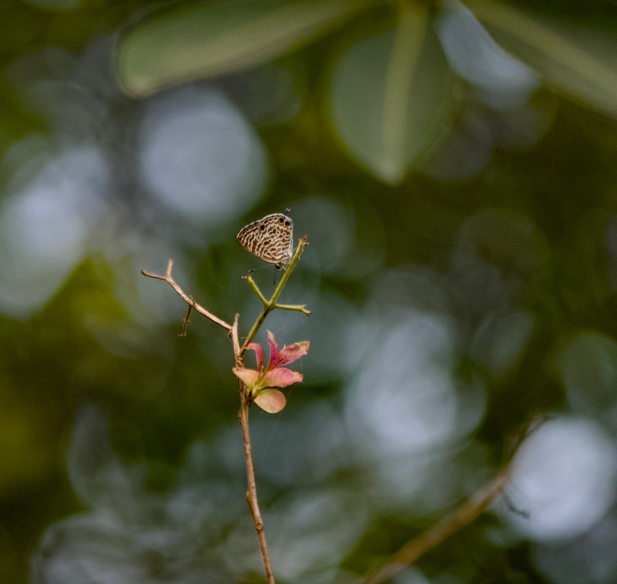 Flowers, photo