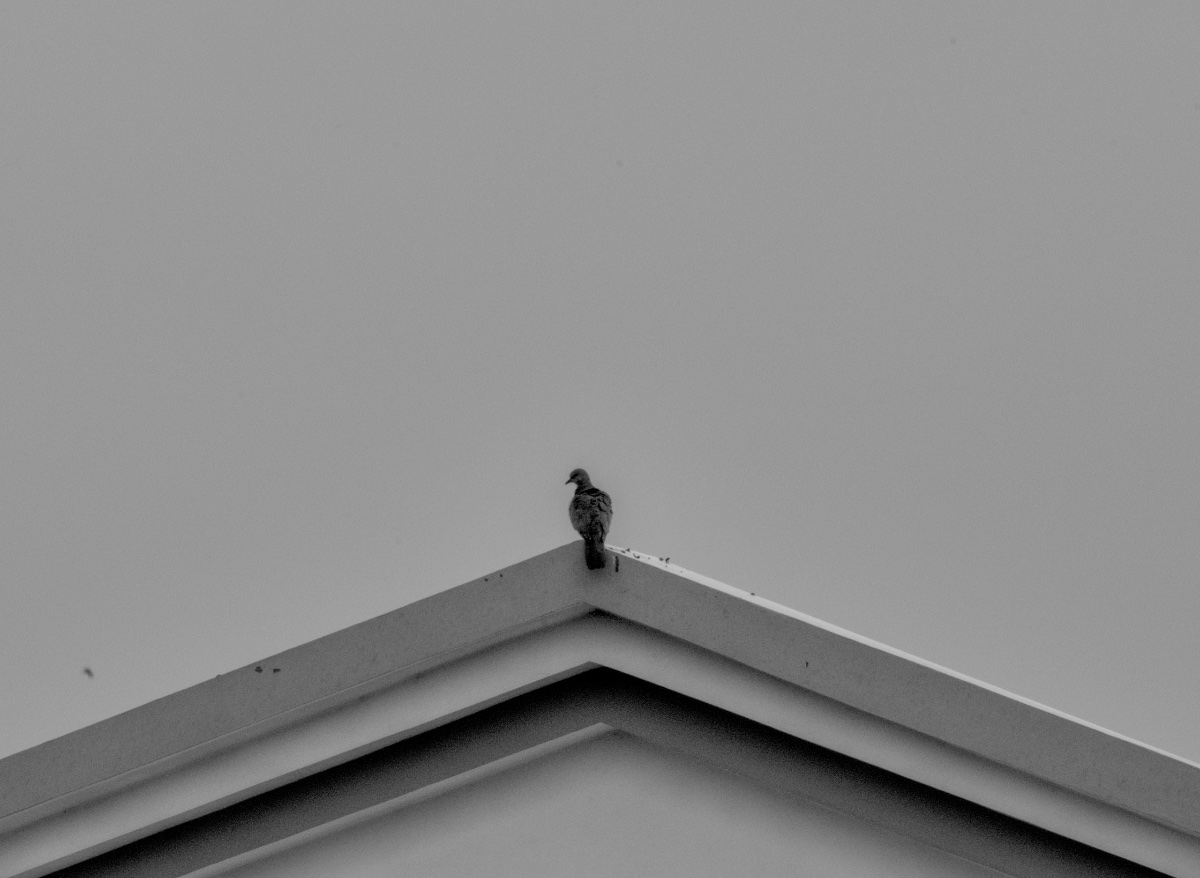Minimalist