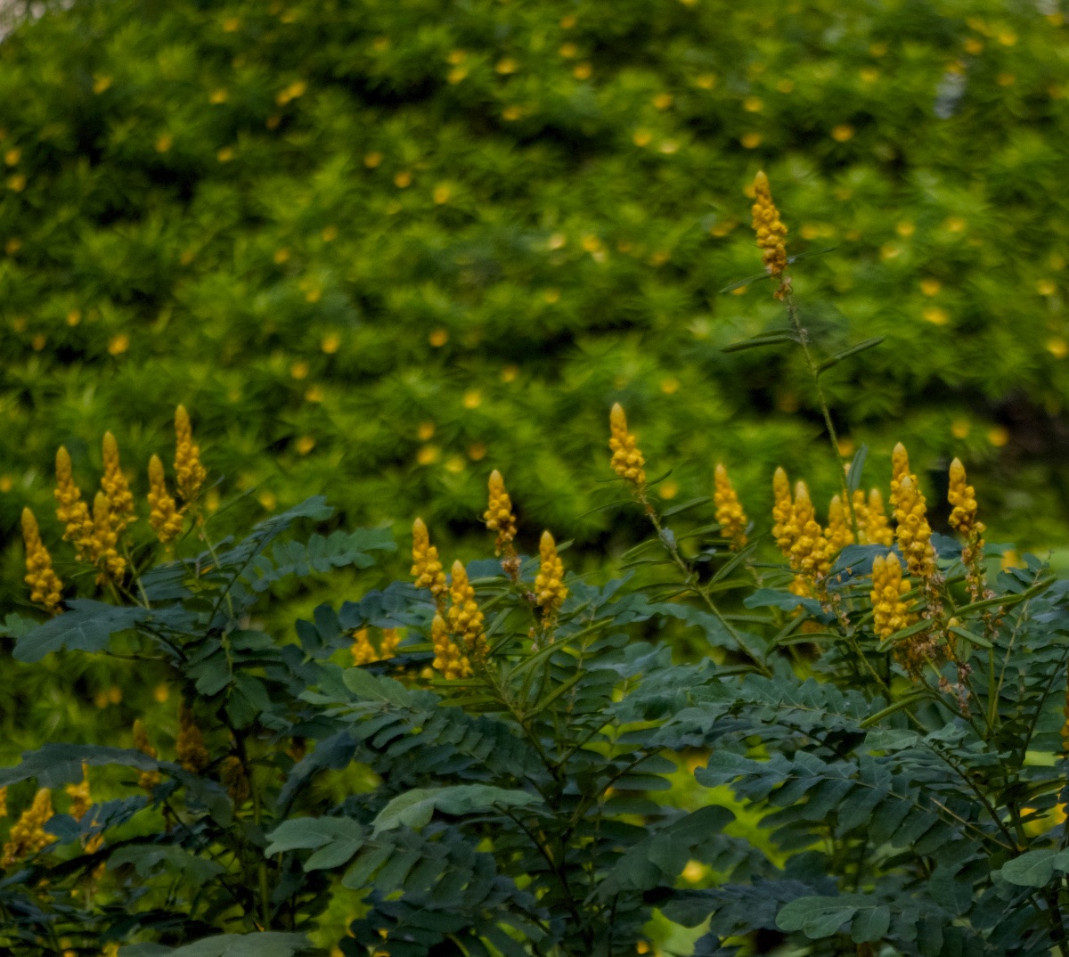 Flowers, photo