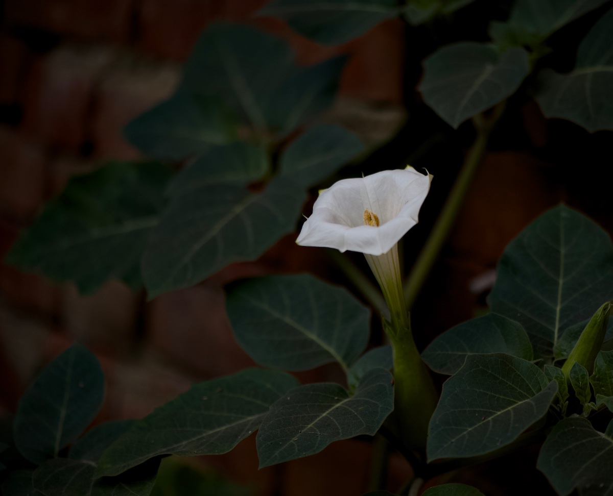 Flowers, photo