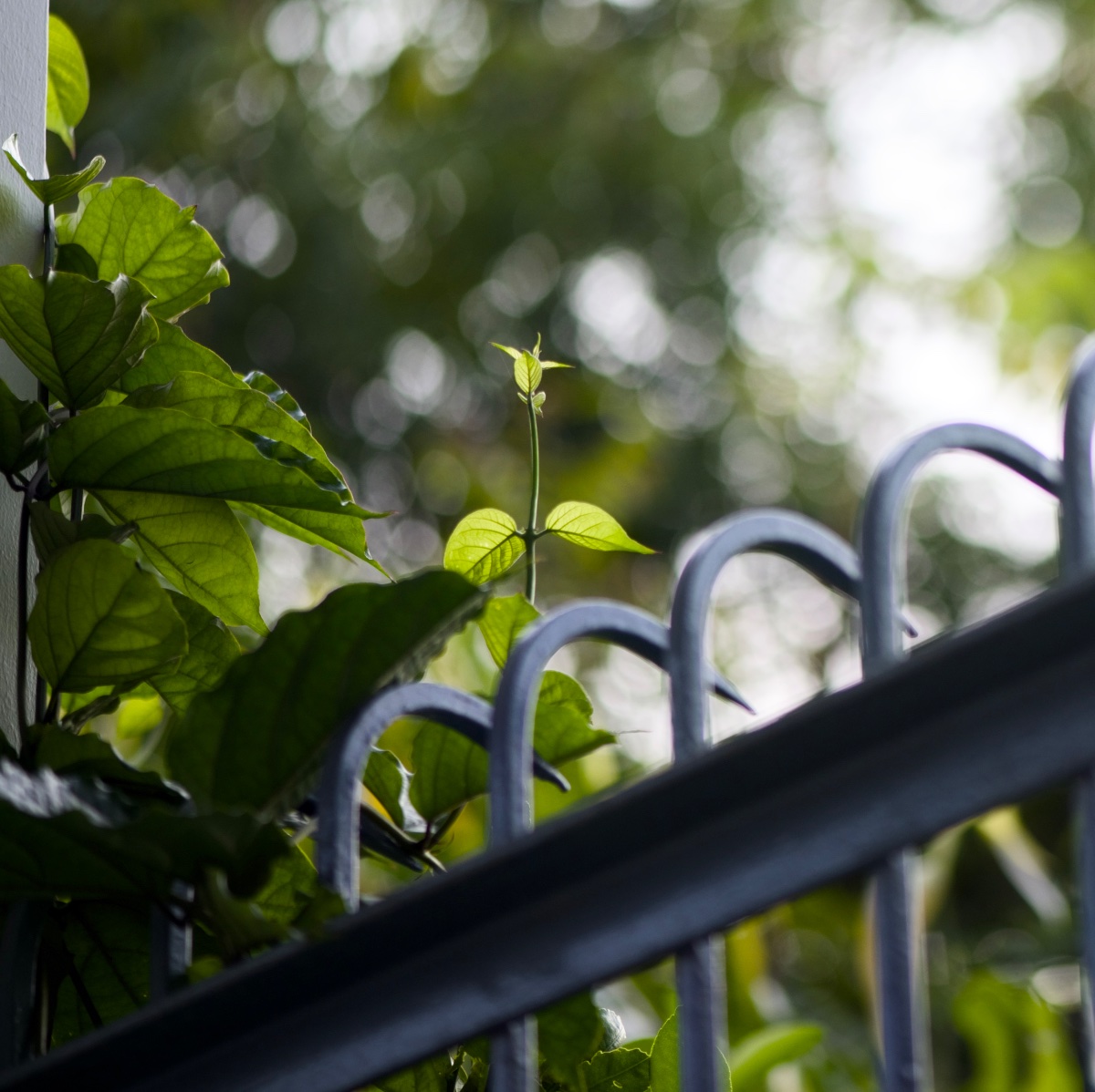 Urban, photo