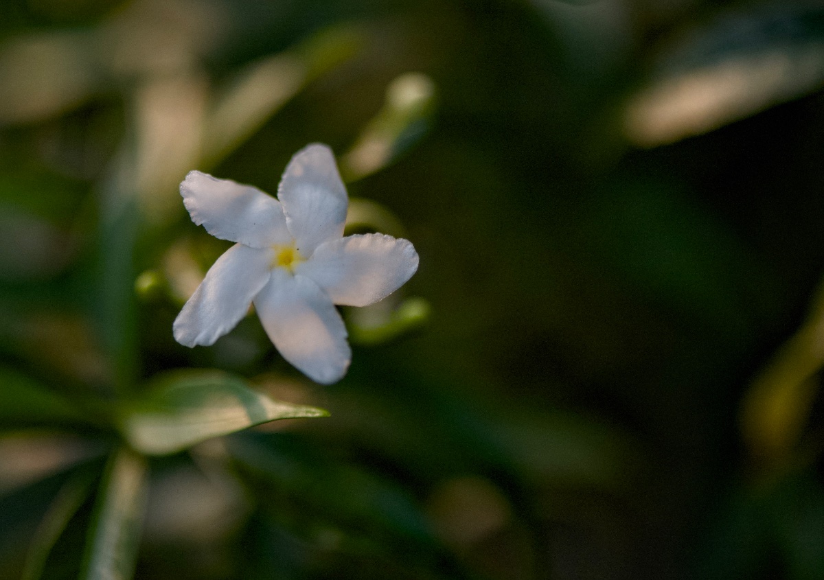 Flowers, photo