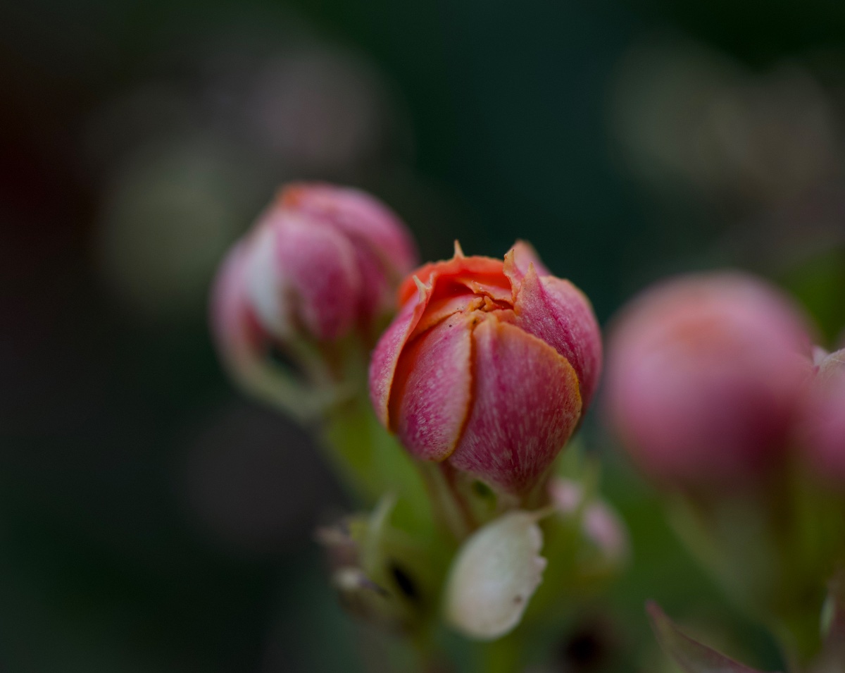 Flowers, photo