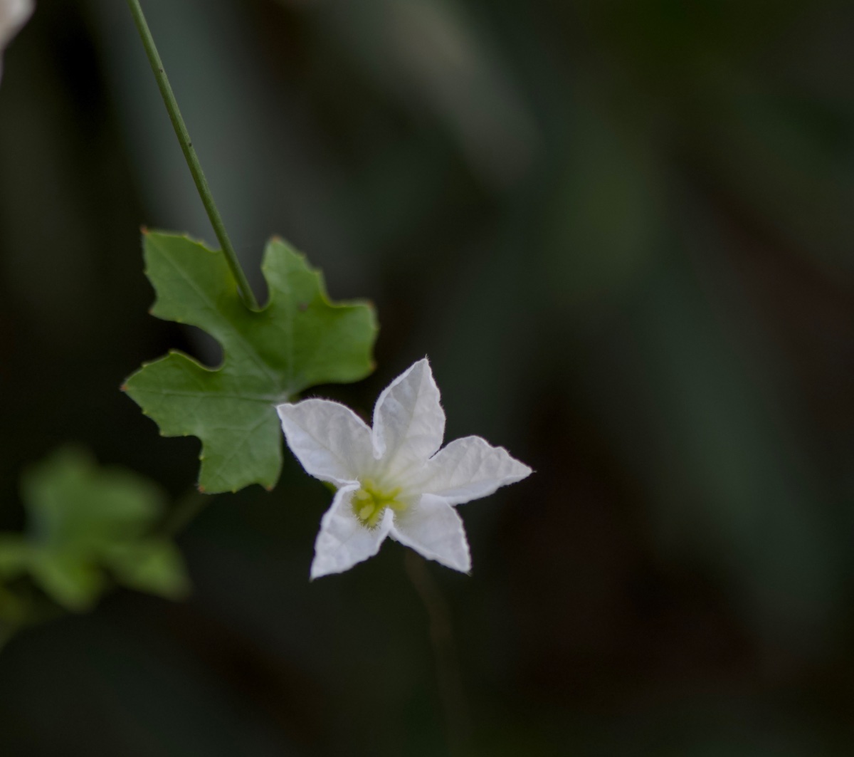 Flowers, photo