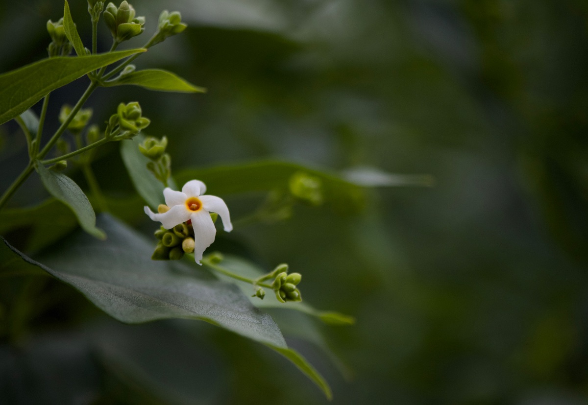 Flowers, photo