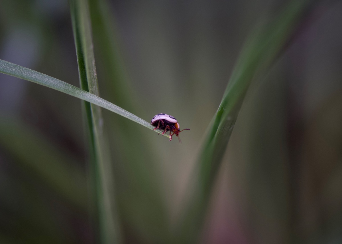 Macro, photo