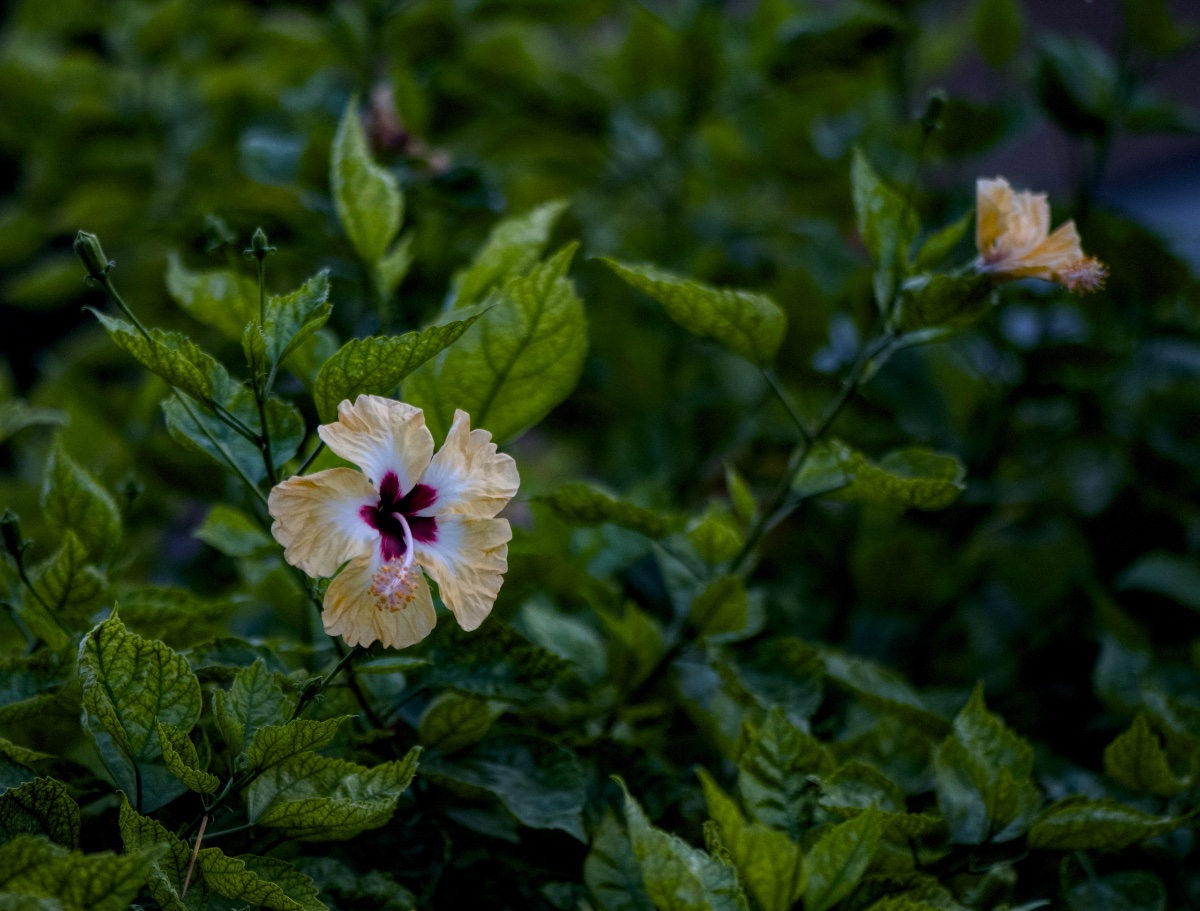 Flowers, photo