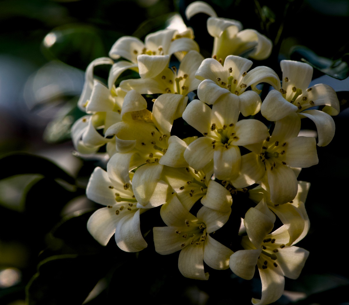 Flowers, photo