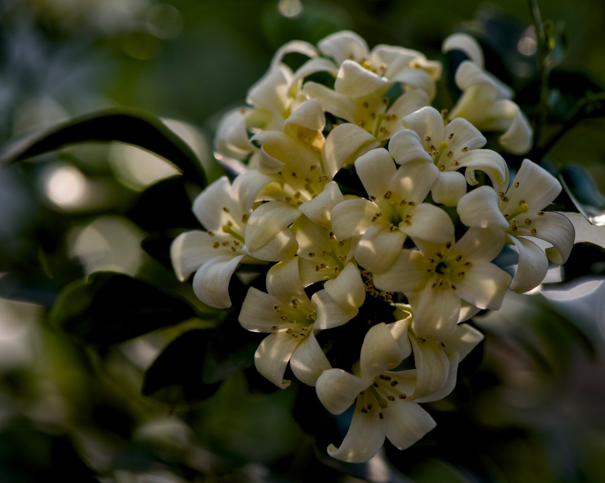 Flowers, photo