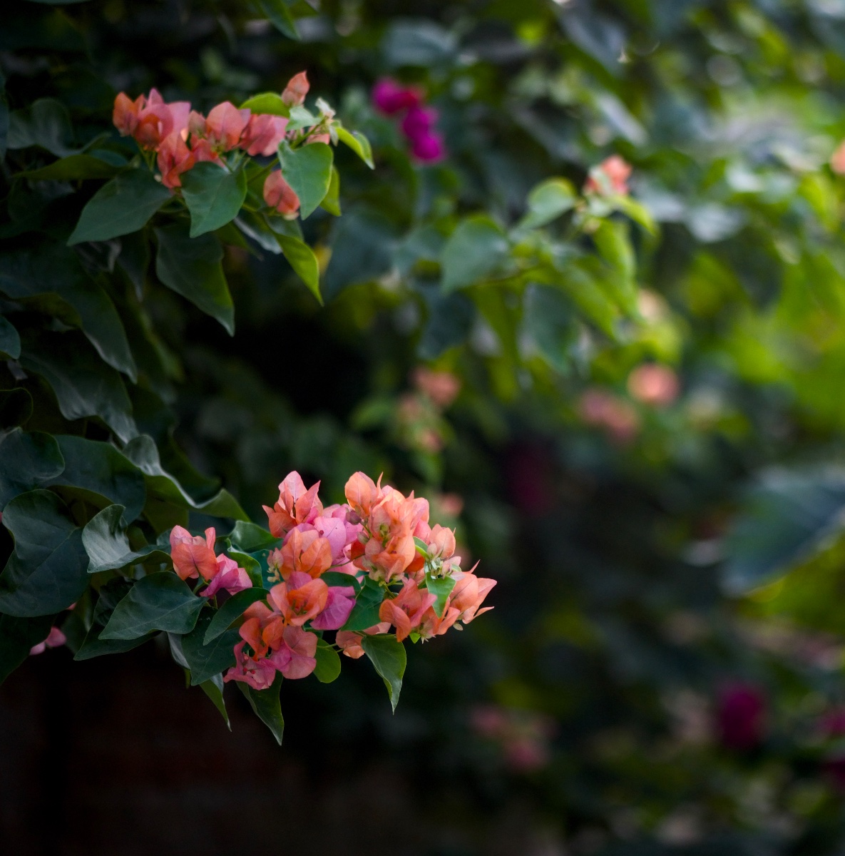 Flowers, photo
