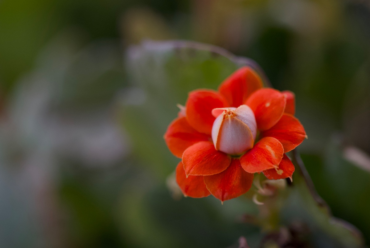 Flowers, photo